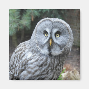 Owl Portrait Photograph Magnet