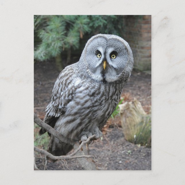 Owl Portrait Photograph Postcard (Front)