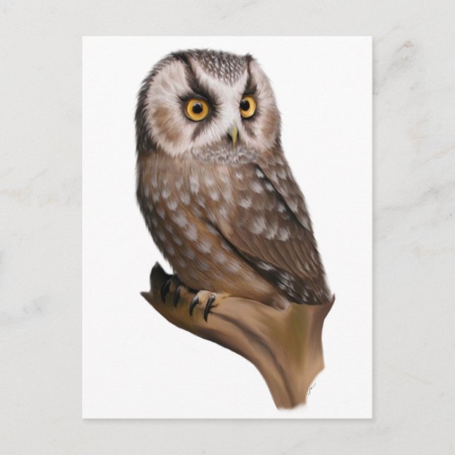 Owl Portrait Postcards (Front)