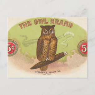 Owl Postcard