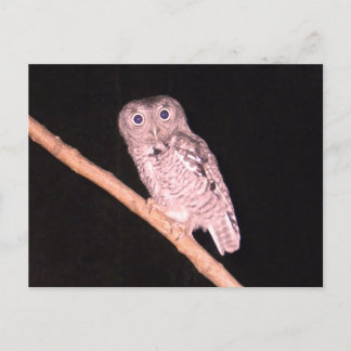 Owl postcard