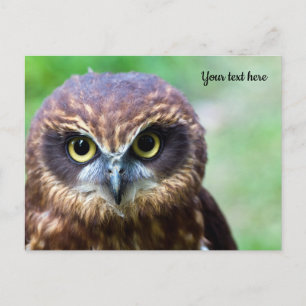 Owl Postcard