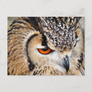 OWL POSTCARD