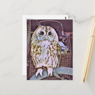 OWL  POSTCARD