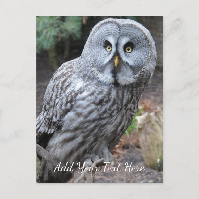 Owl Postcard (Front)