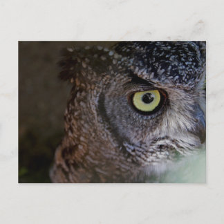 Owl postcard