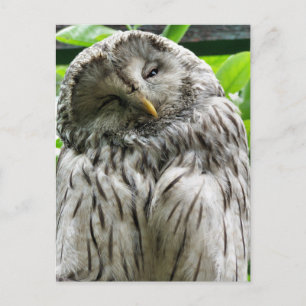 OWL POSTCARD