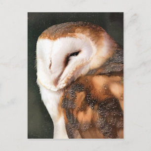 OWL POSTCARD