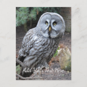 Owl Postcard