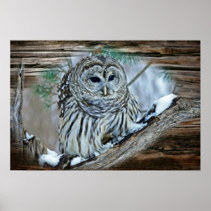 Owl Poster