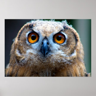 Owl Poster