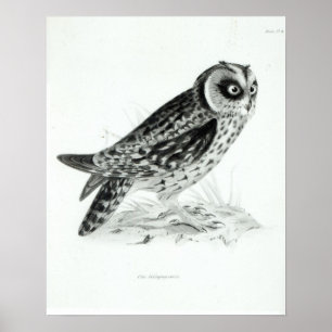 Owl Poster