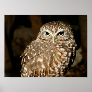 Owl Poster