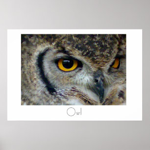 Owl Poster Design