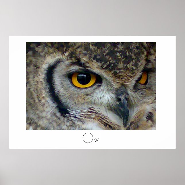 Owl Poster Design (Front)