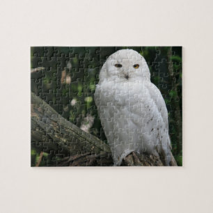 Owl Puzzle