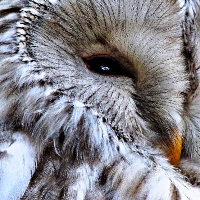 OWL ROUND CLOCK (A beautiful owl just keeping an eye on things. )