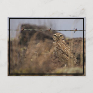 owl see you! postcard