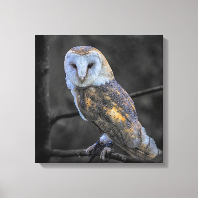 Owl : Selective Colour Photography Canvas Print (Front)