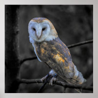Owl : Selective Colour Photography