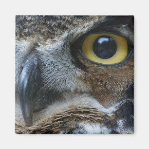 Owl Square Magnet