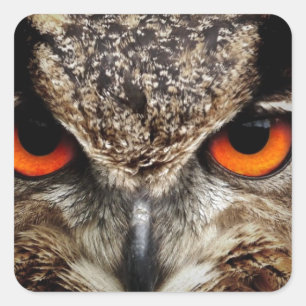 Owl Square Sticker