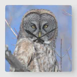 Owl Square Wall Clock
