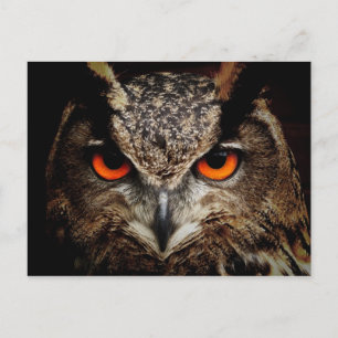OWL Stare Postcard