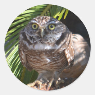 owl stickers, round classic round sticker