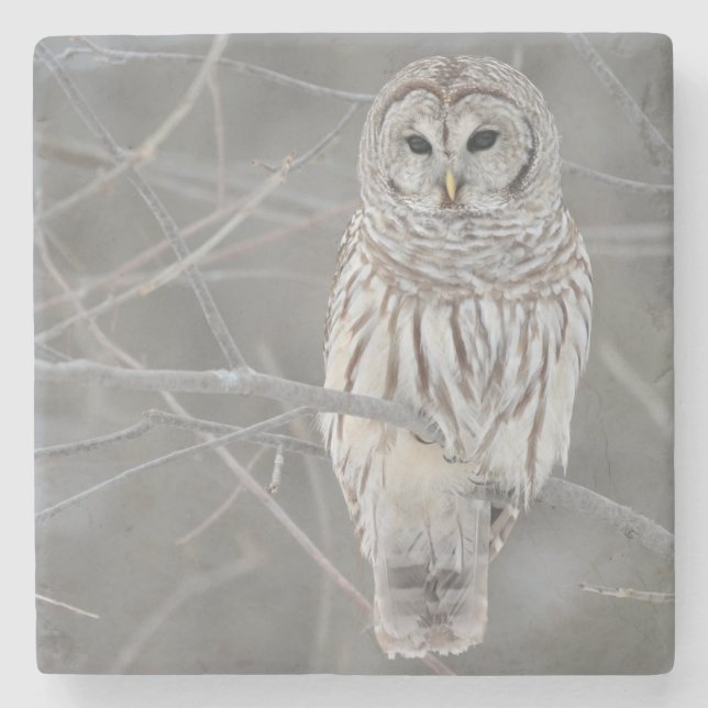 Owl Stone Coaster (Front)