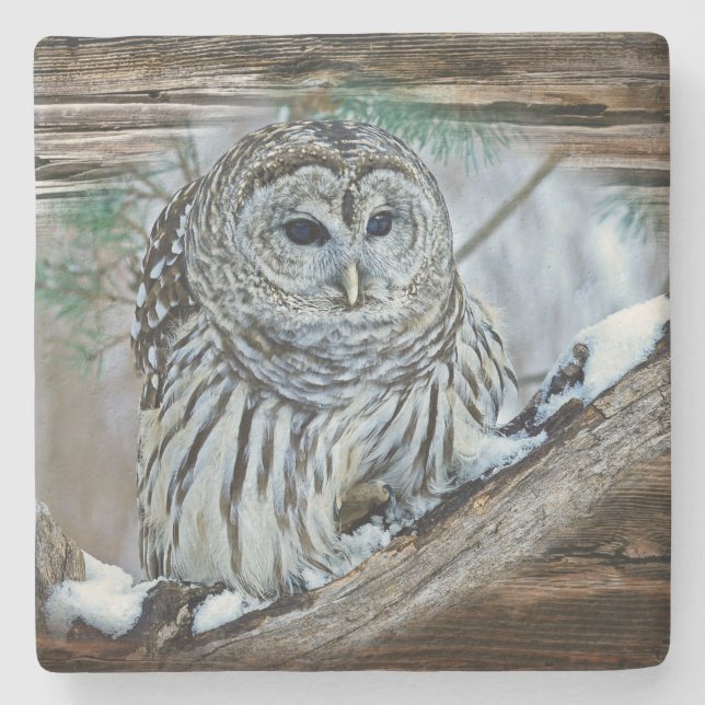 Owl Stone Coaster (Front)