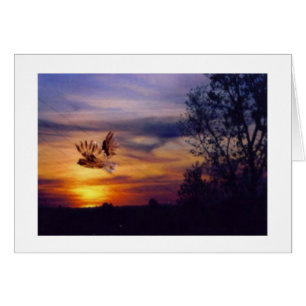 Owl Sunset Photo