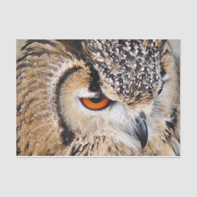 OWL TISSUE PAPER (Front)