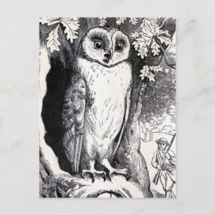 "Owl" Vintage Illustration Postcard