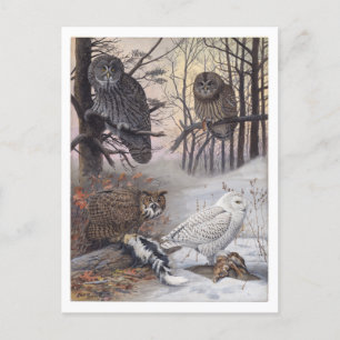 Owl Vintage Postcard