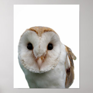 Owl wild animal photo peekaboo kids room poster