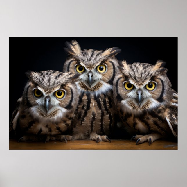 Owl Wild Animal Portrait Nature Beauty Poster (Front)