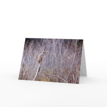 Owl wish you Happy Holidays