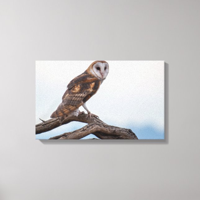 Owl Wrapped Canvas (Front)