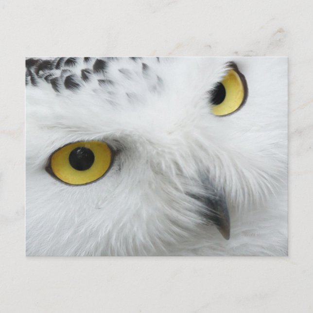 Owl yellow eyes postcard (Front)