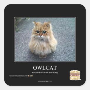 Owlcat Square Sticker