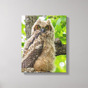 Owlet Canvas Print