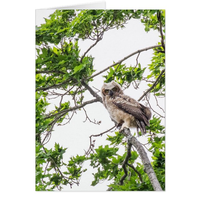 Owlet On A Maple Tree Branch (Front)