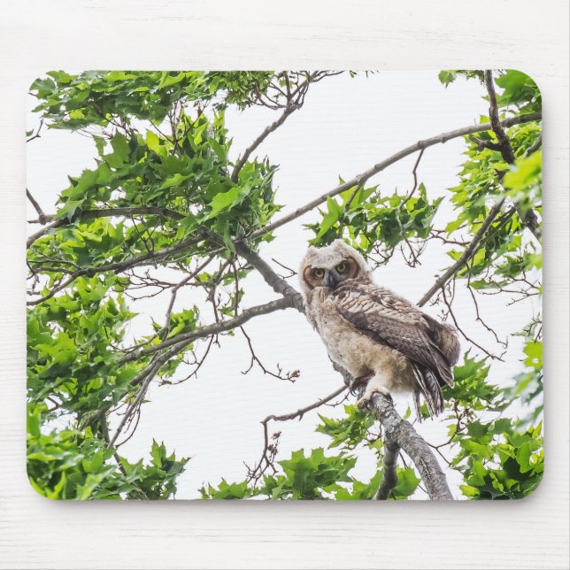 Owlet On A Maple Tree Branch Mouse Mat (Front)