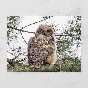 Owlet On A Pine Branch Postcard