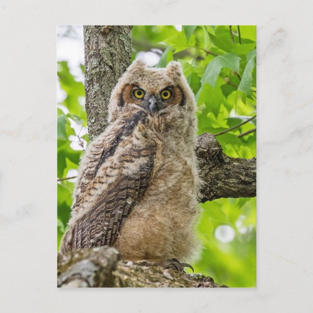 Owlet Postcard (Front)