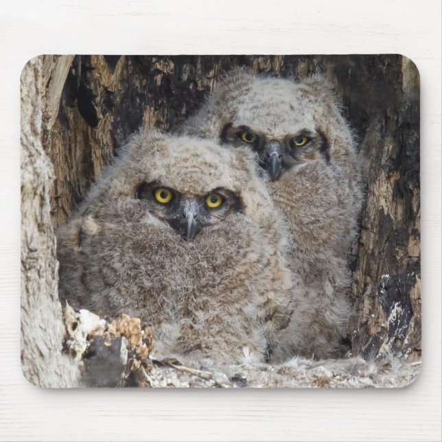 Owlets Mouse Mat (Front)