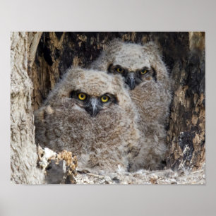 Owlets Poster