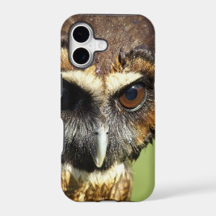 Owls Animal Birds Nature Park Tree Harmony Destiny
