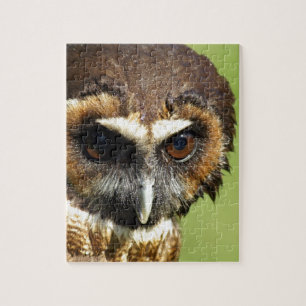 Owls Animal Birds Nature Park Tree Harmony Destiny Jigsaw Puzzle